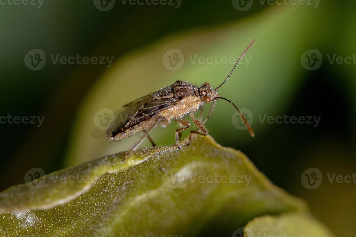 Adult Scentless Plant Bug photo