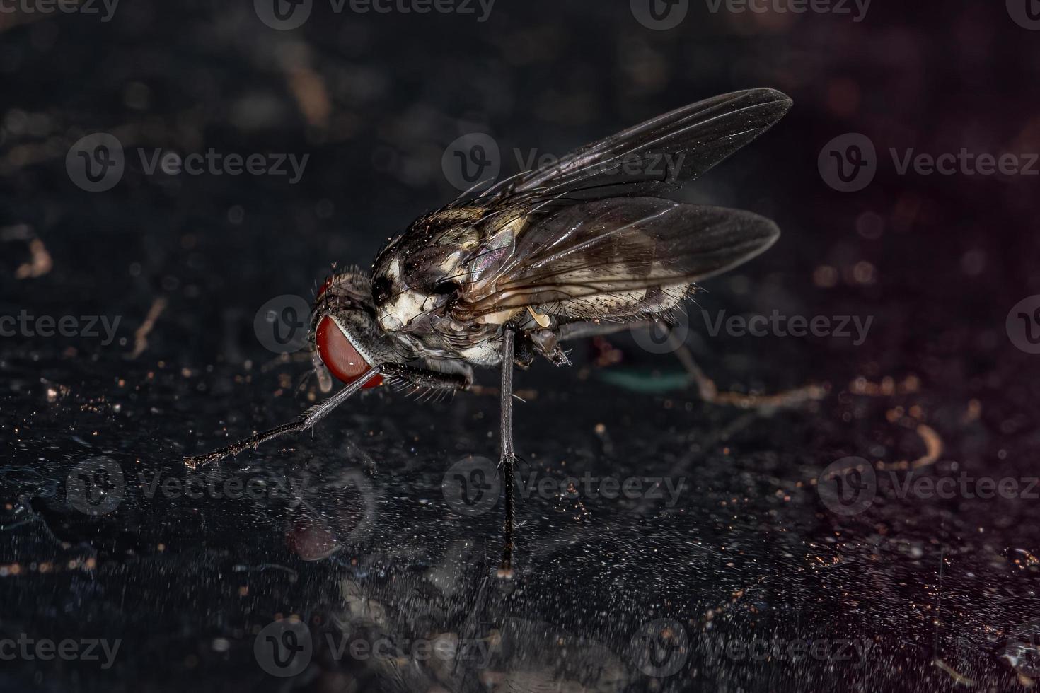 Adult Muscoid Fly photo