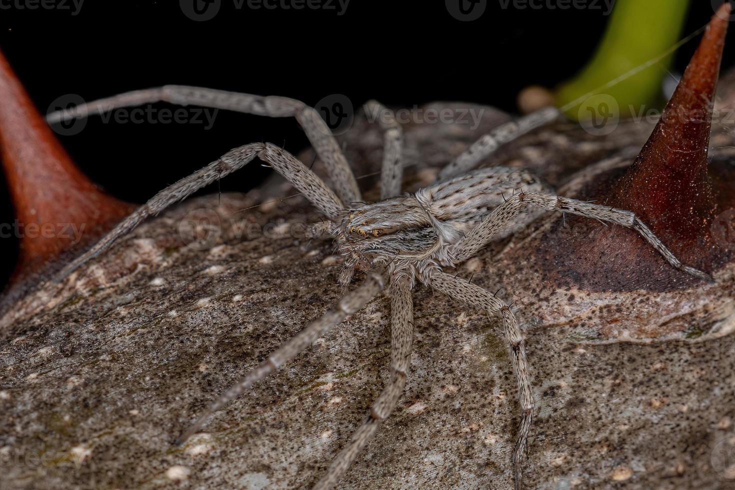 araña cangrejo corriendo foto