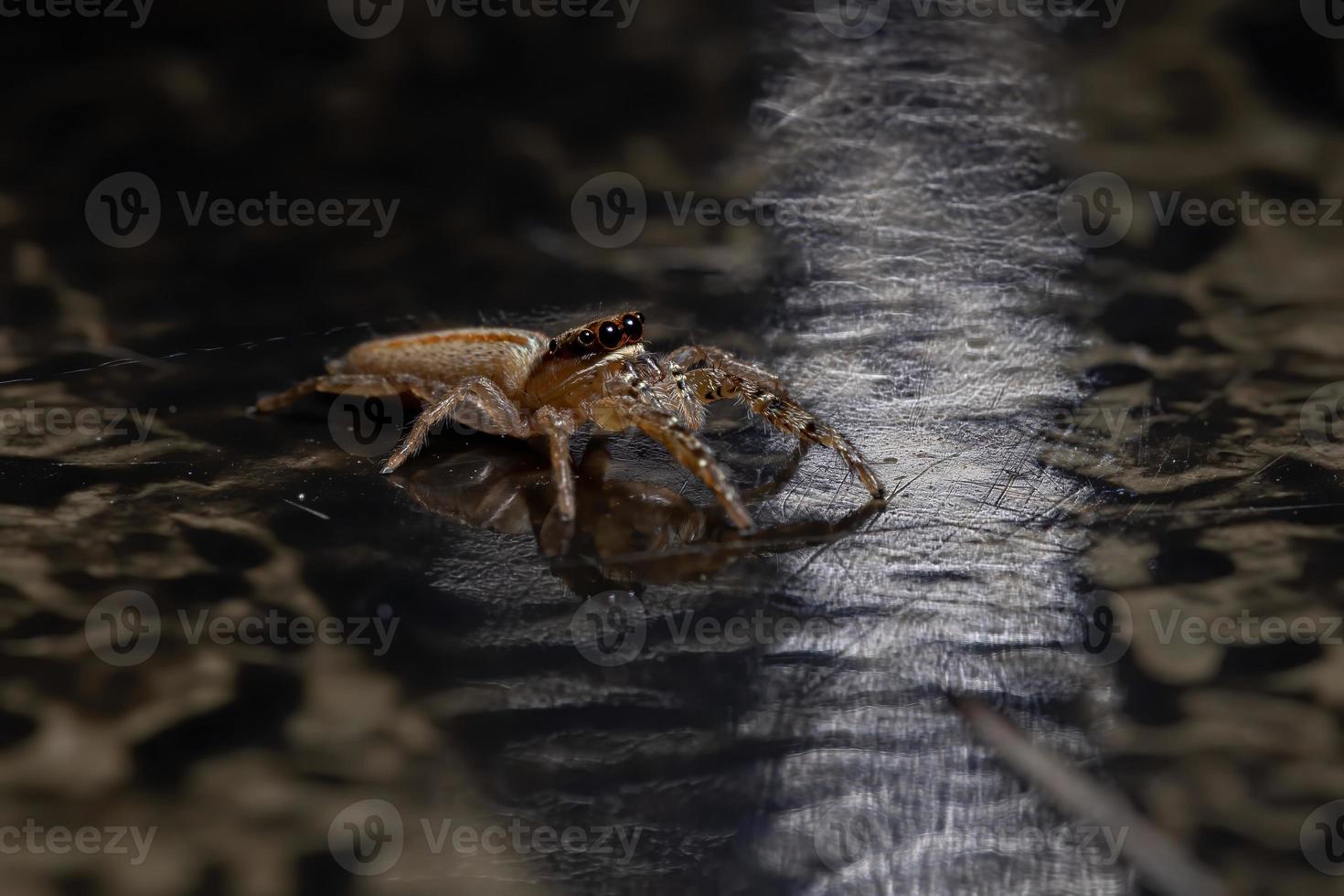 Brazilian Jumping Spider photo