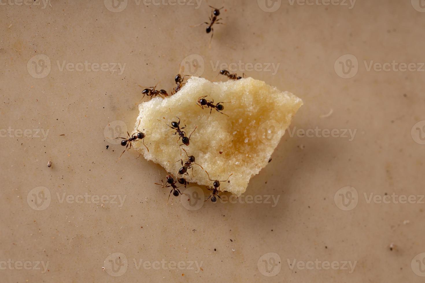 hormigas de cabeza grande foto
