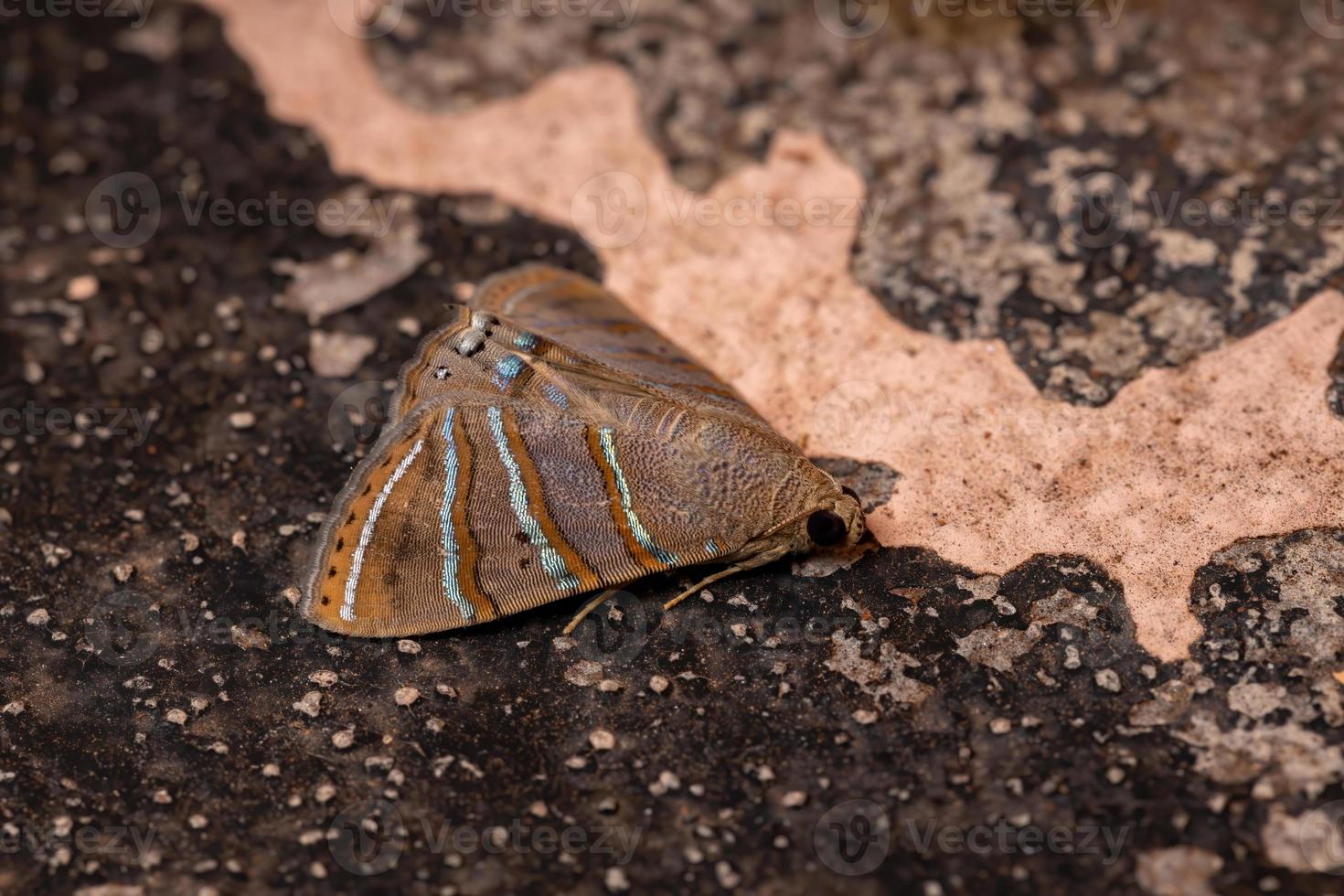 polilla brasileña subalares foto