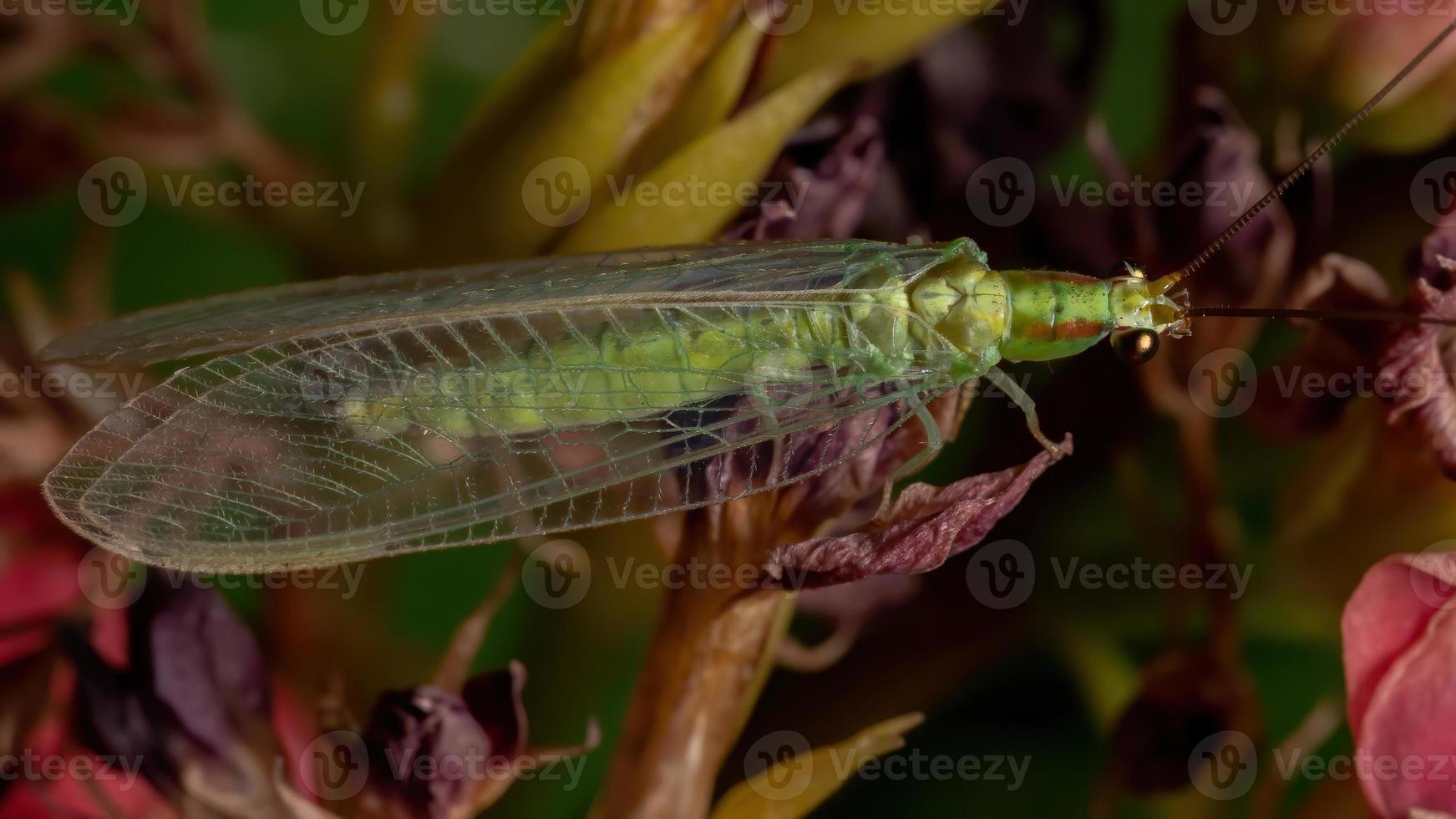 Typical Green Lacewing in a flowering plant photo