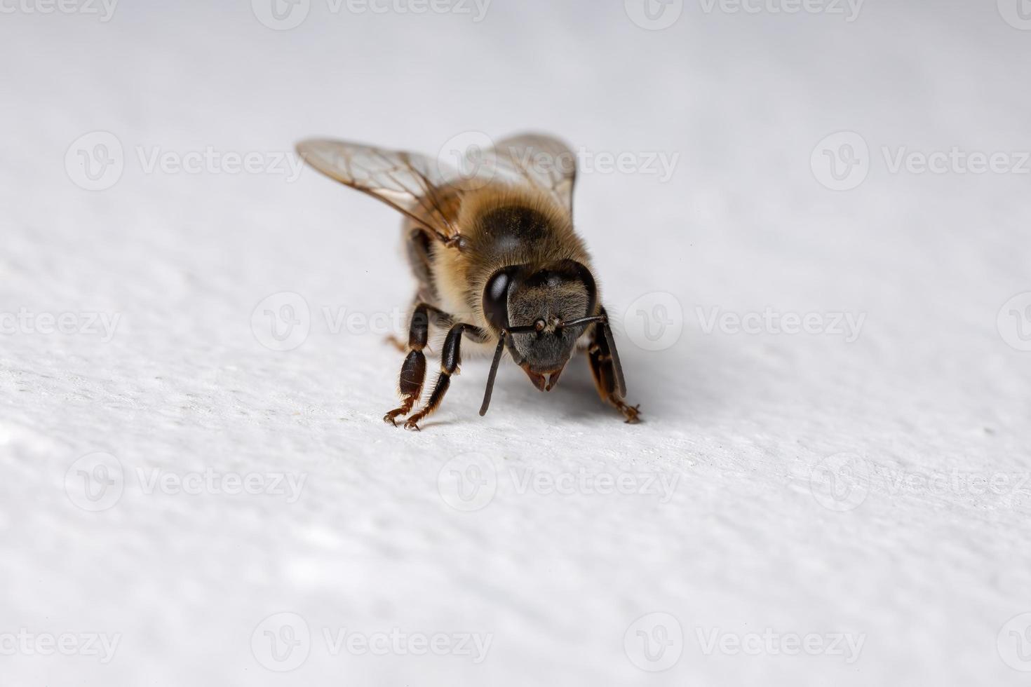 Western Honey Bee in the wall photo