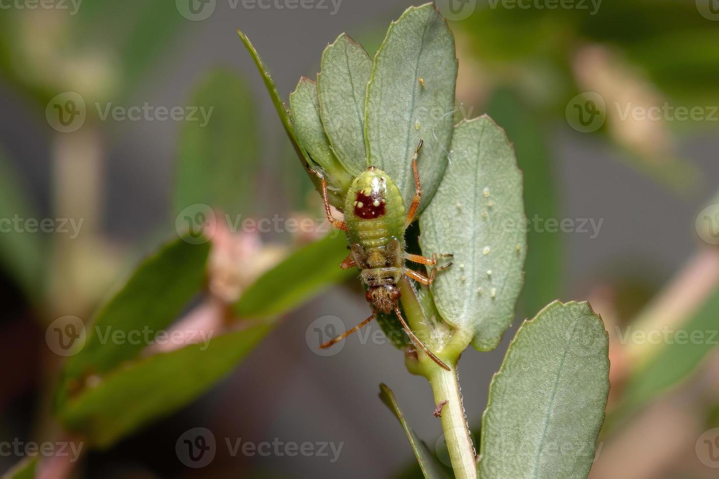 ninfa del insecto de la planta sin olor foto