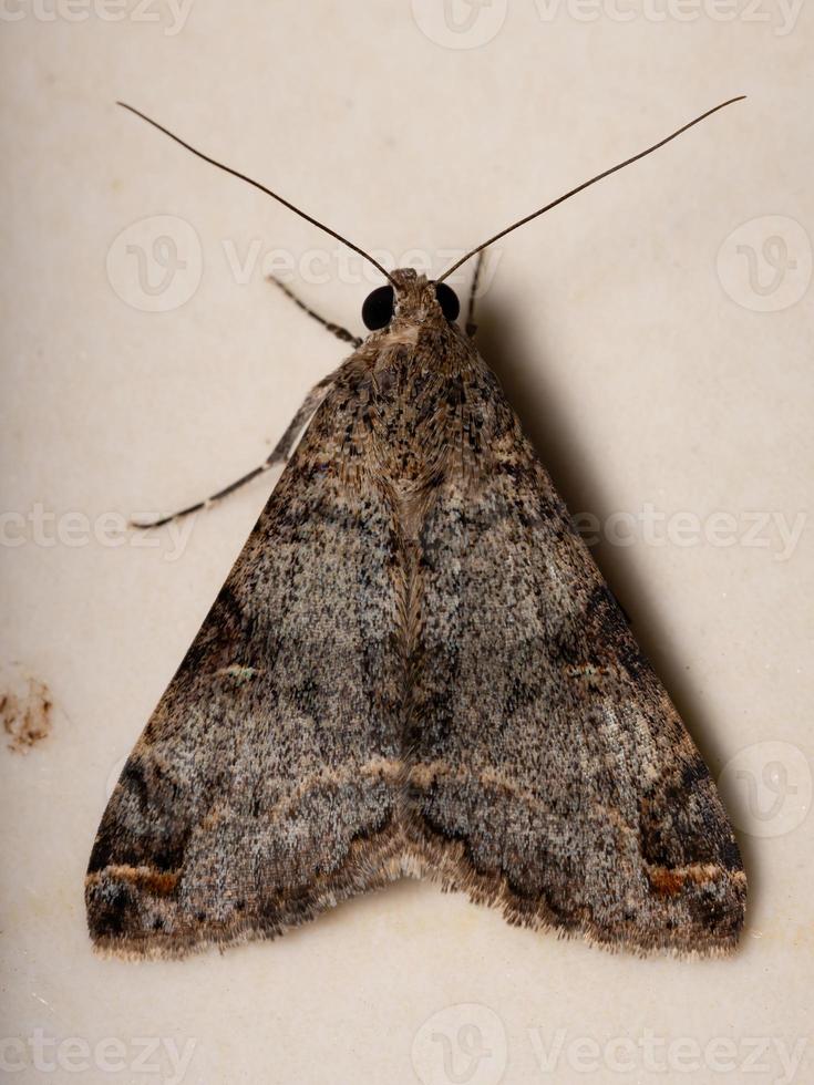 Graphic Owlet Moth photo