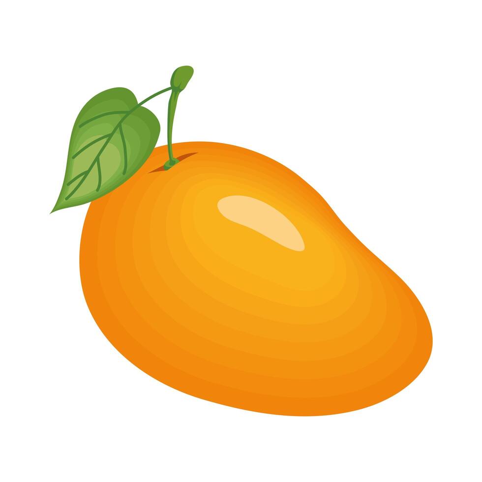 Isolated mango fruit vector