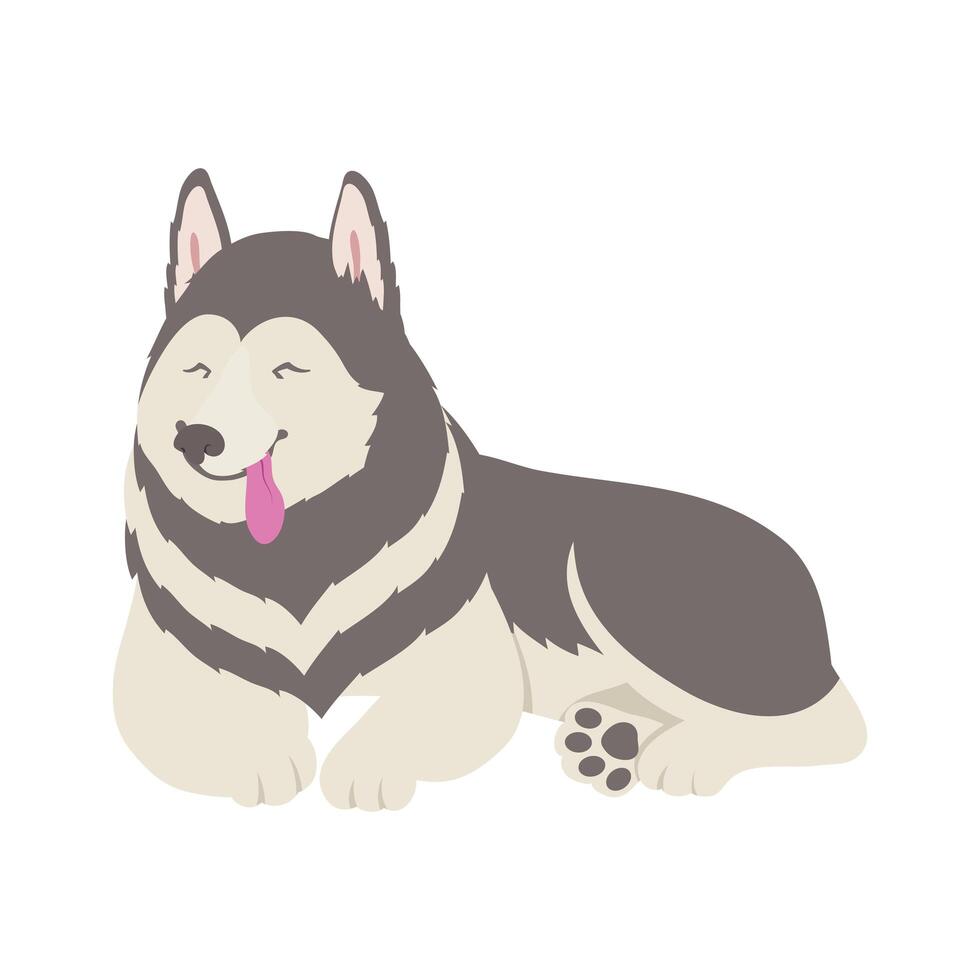 siberian husky breed dog vector
