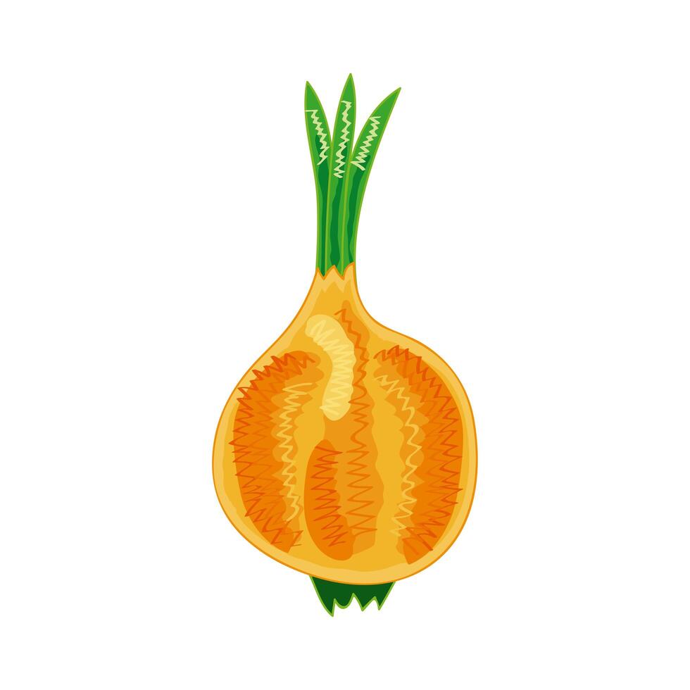 onion vegetable healthy vector