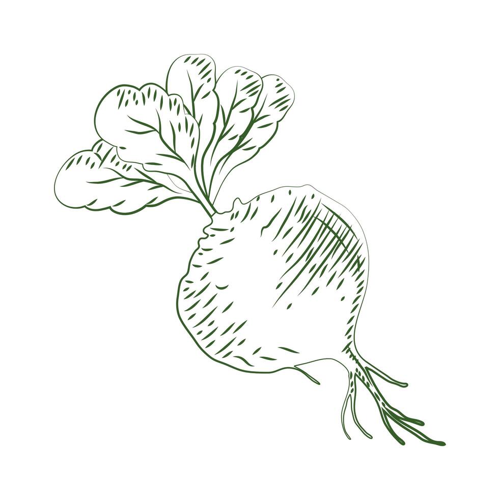 fresh beet vegetable vector