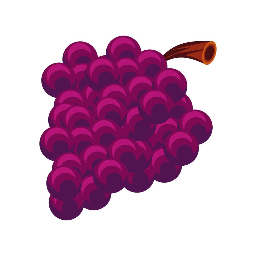 grapes fruit icon vector