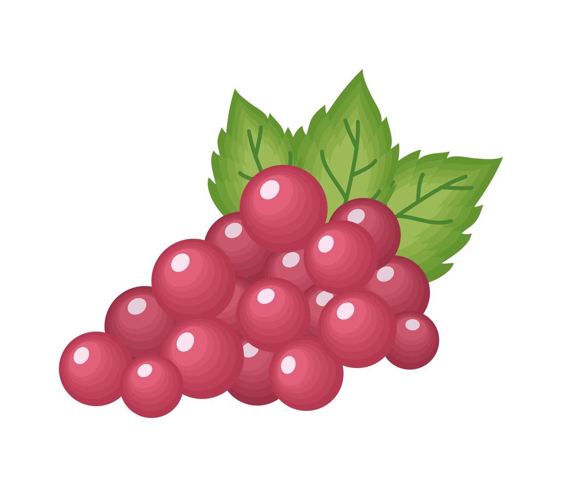 Isolated grapes fruit vector