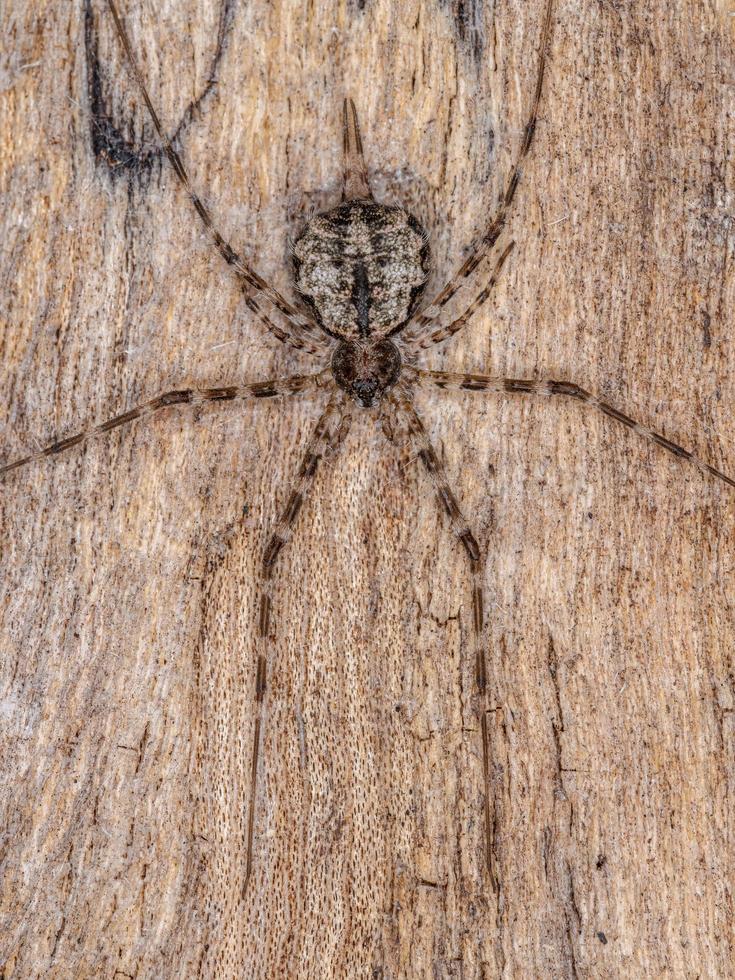 araña longspinneret adulto foto