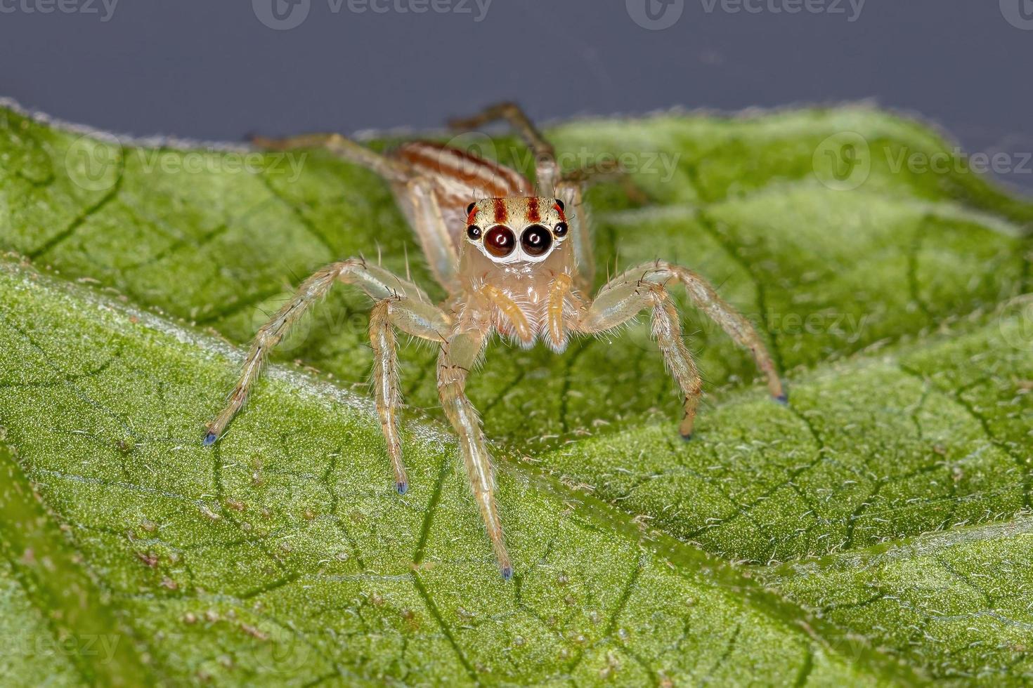 araña saltadora hembra adulta foto