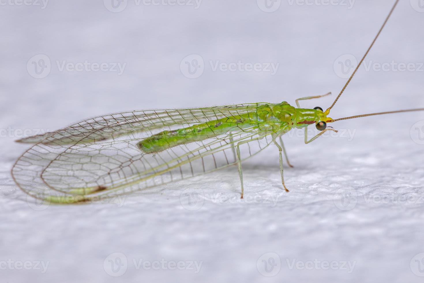 Adult Typical Green Lacewing photo