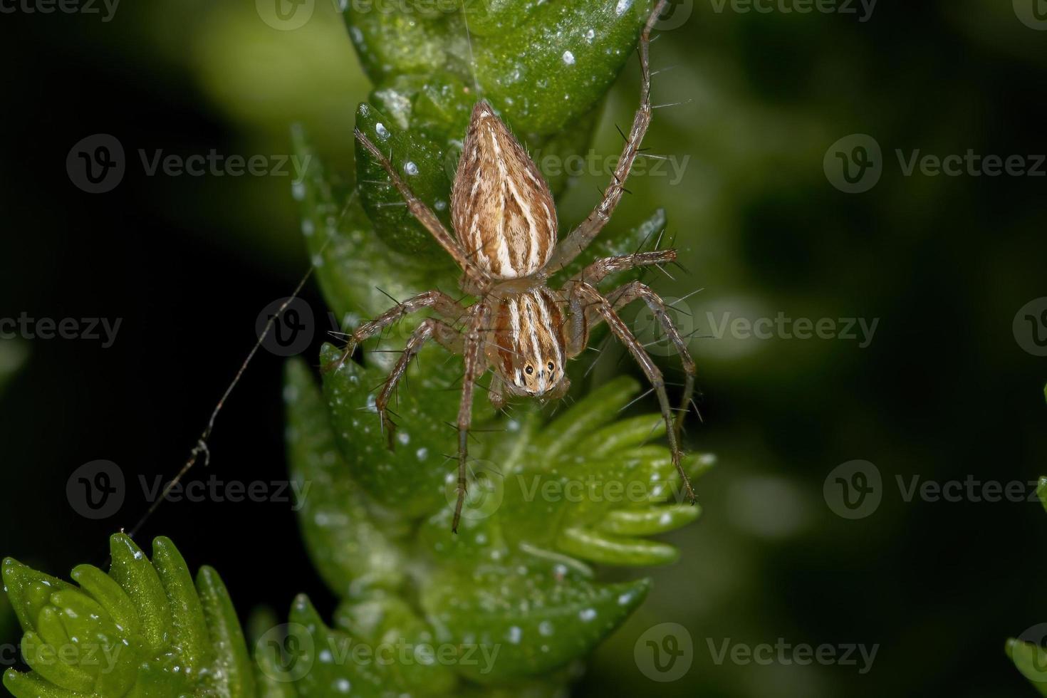 araña lince rayada foto