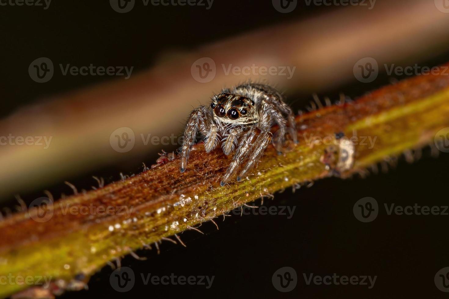 pequeña araña saltadora foto