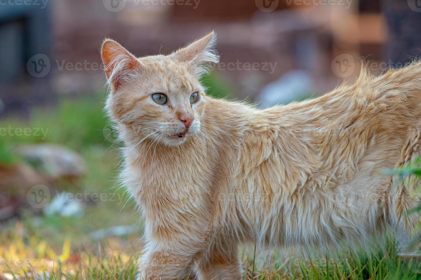 gato doméstico salvaje foto