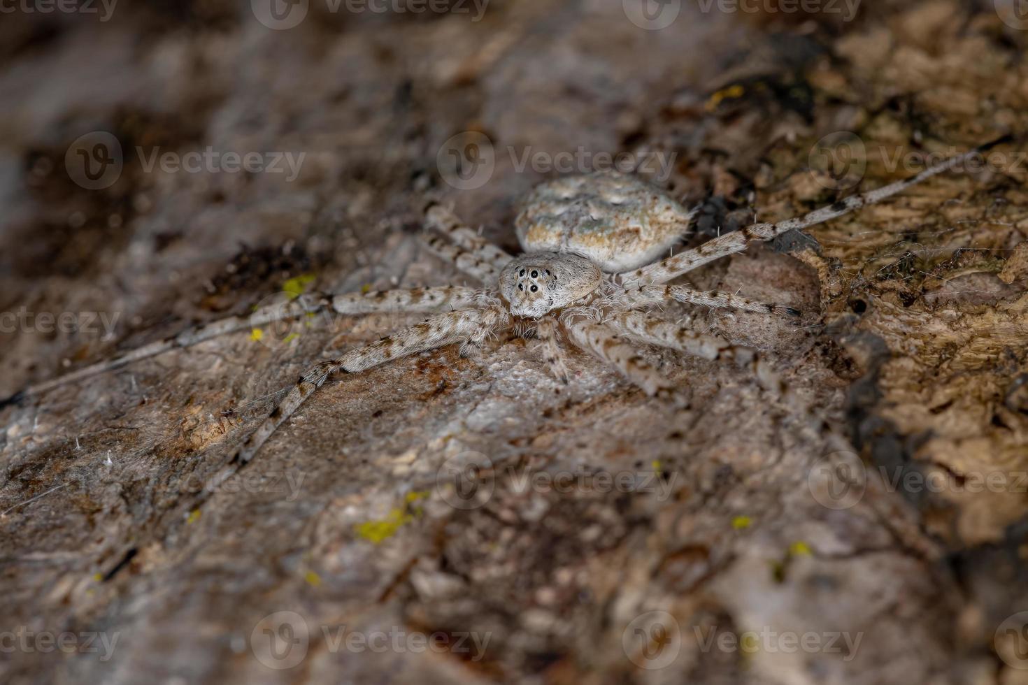 Adult Longspinneret Spider photo