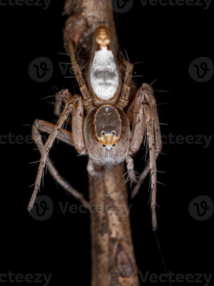 Female Adult Lynx Spider photo