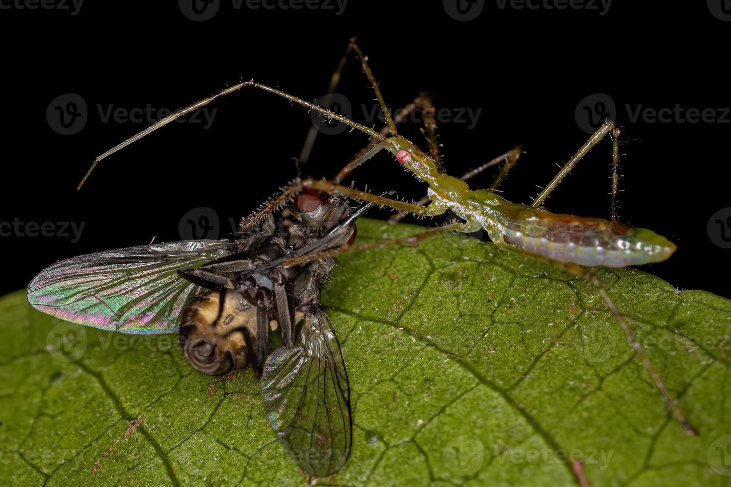 ninfa del insecto asesino que se alimenta de una mosca doméstica adulta foto