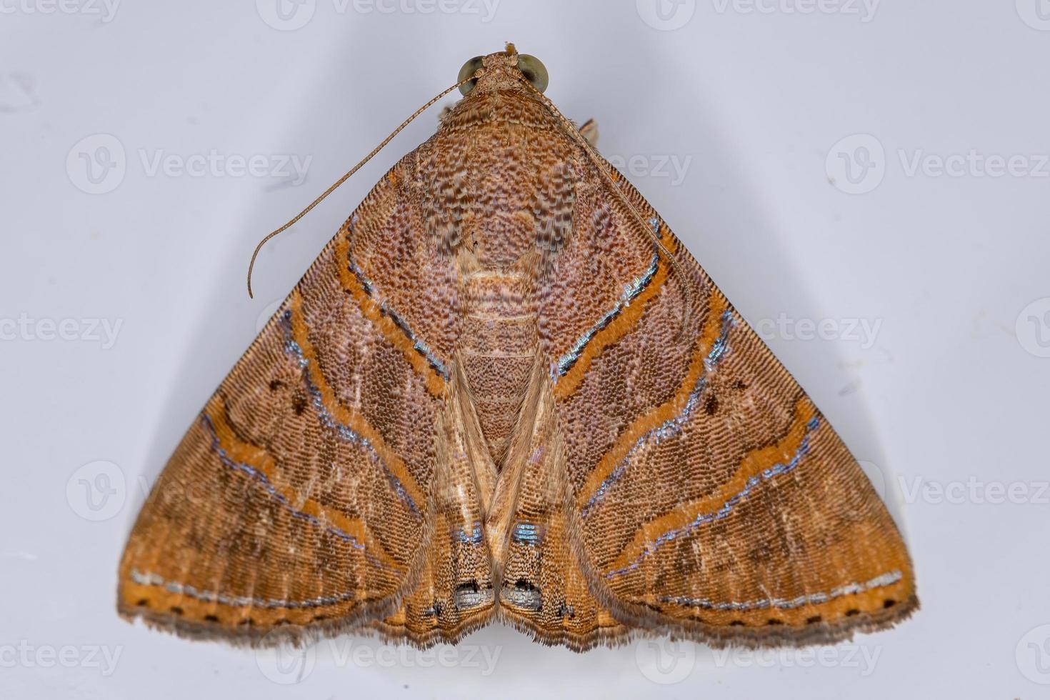 Adult Underwing moth photo