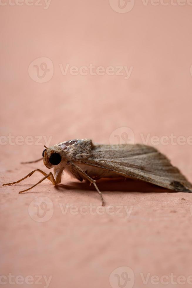 Graphic Owlet Moth photo