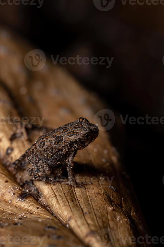 juvenile Cururu Toad photo