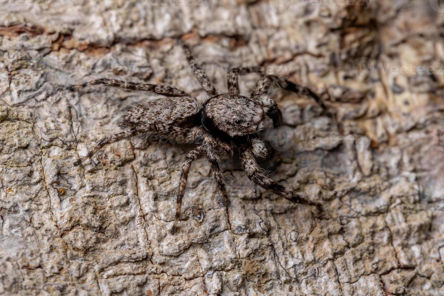 araña saltarina en el tronco de un árbol foto