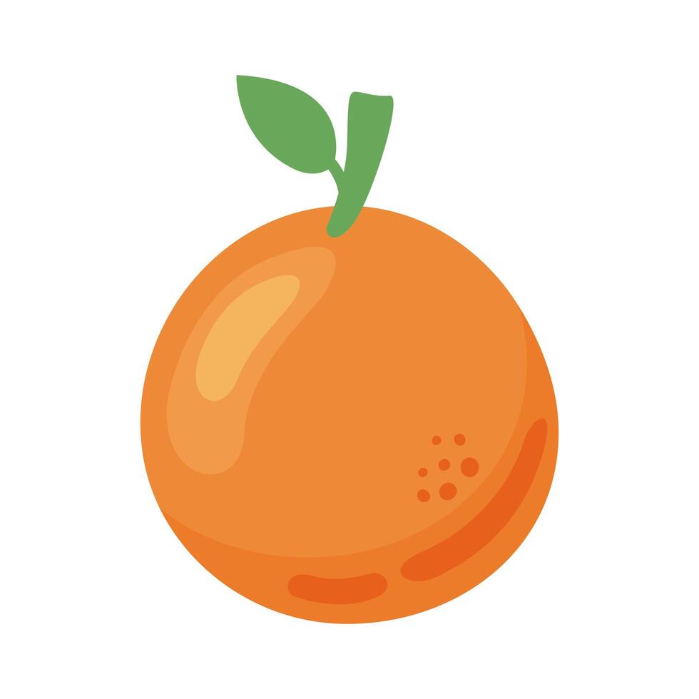 orange citrus fruit vector