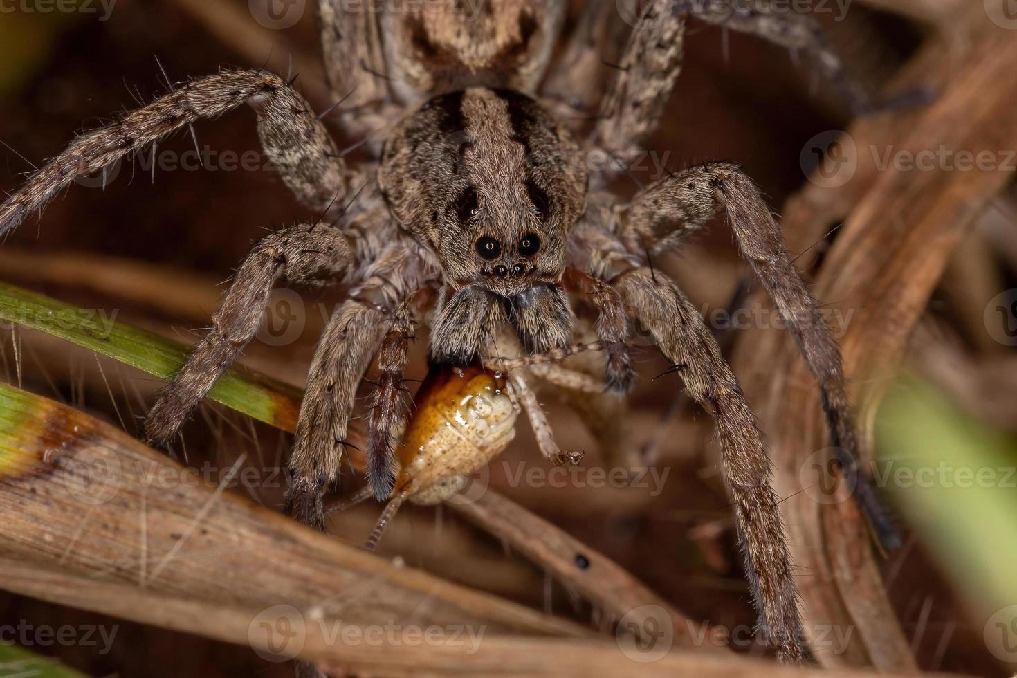 Araña lobo adulta que se alimenta de una ninfa saltamontes de cuernos cortos foto