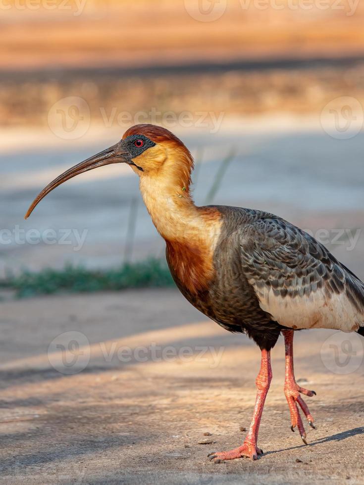 ibis de cuello buff foto