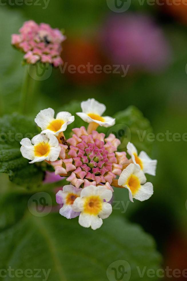 Flower of Common Lantana photo