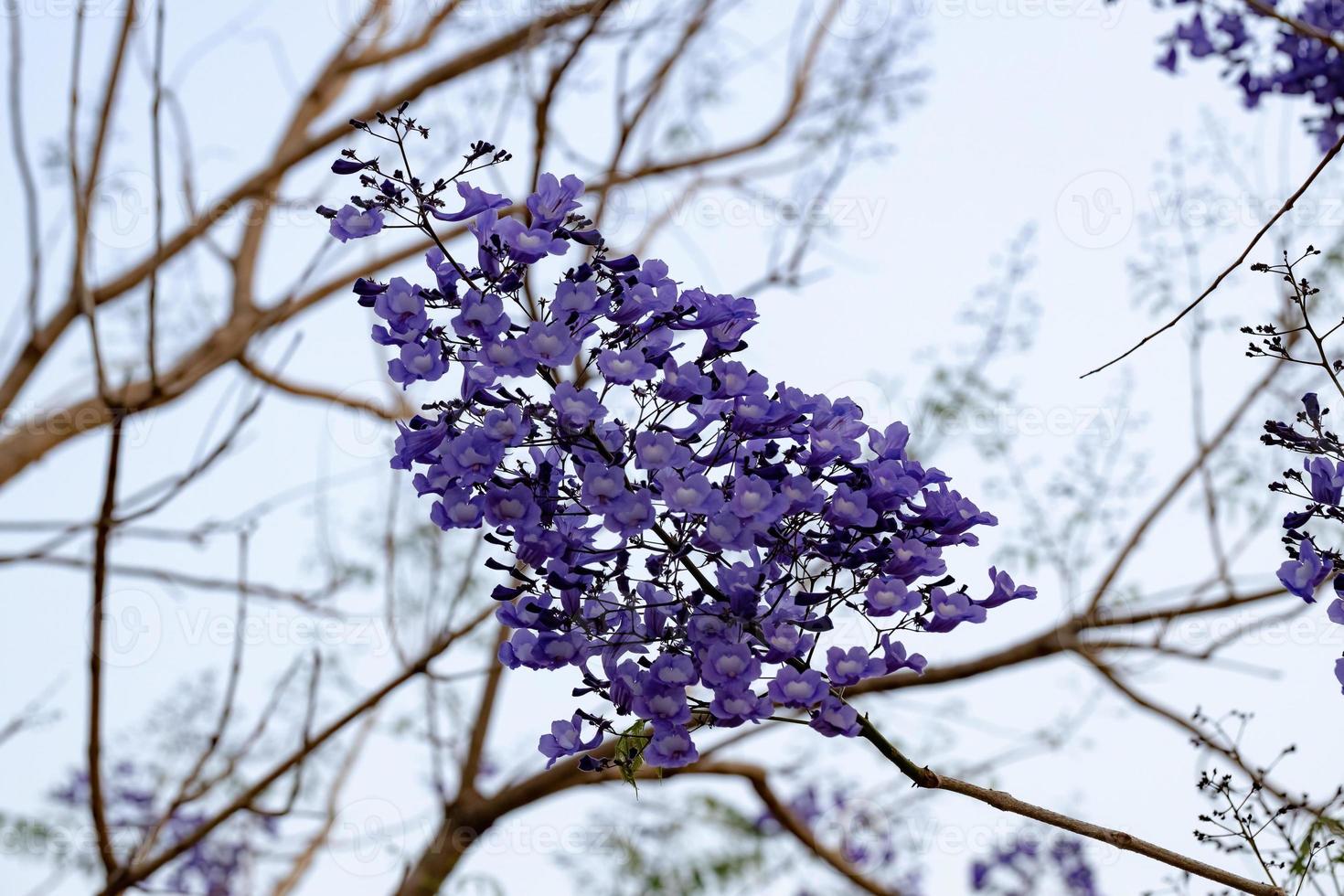 árbol de jacaranda azul foto