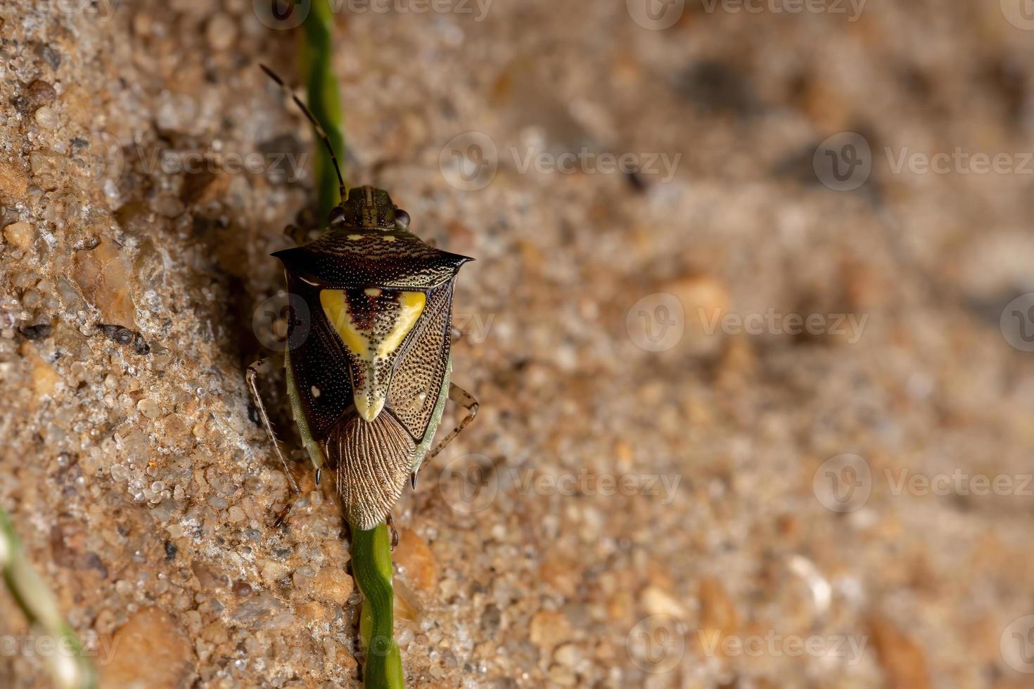 Small Stink Bug photo