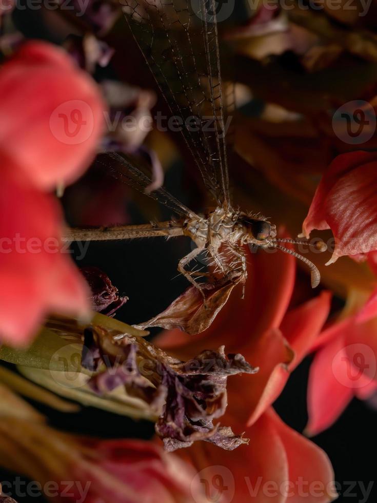 insecto hormiga león en una planta con flores foto