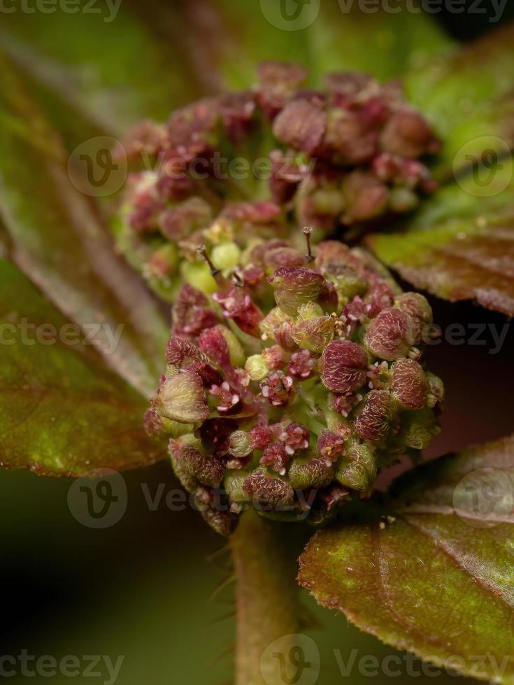 flores y frutos de una planta de asma foto