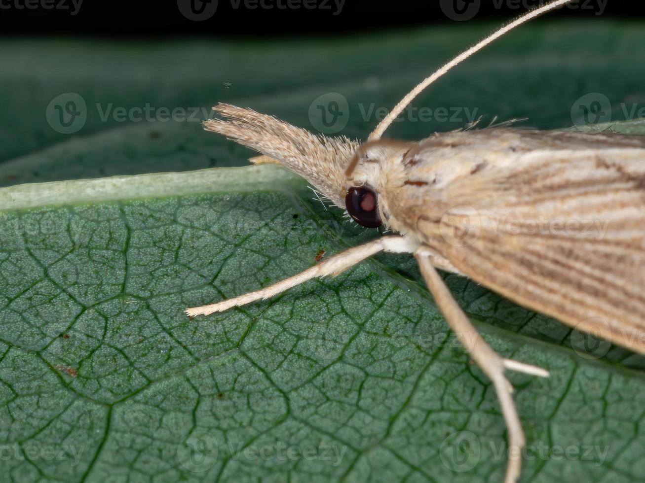 Crambid Snout Moth photo