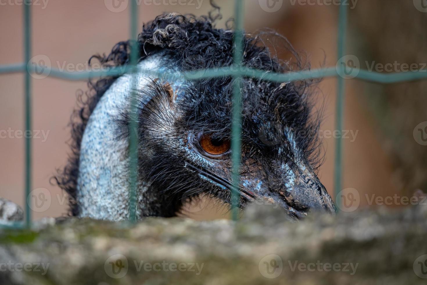 emú, el segundo pájaro vivo más grande por altura foto