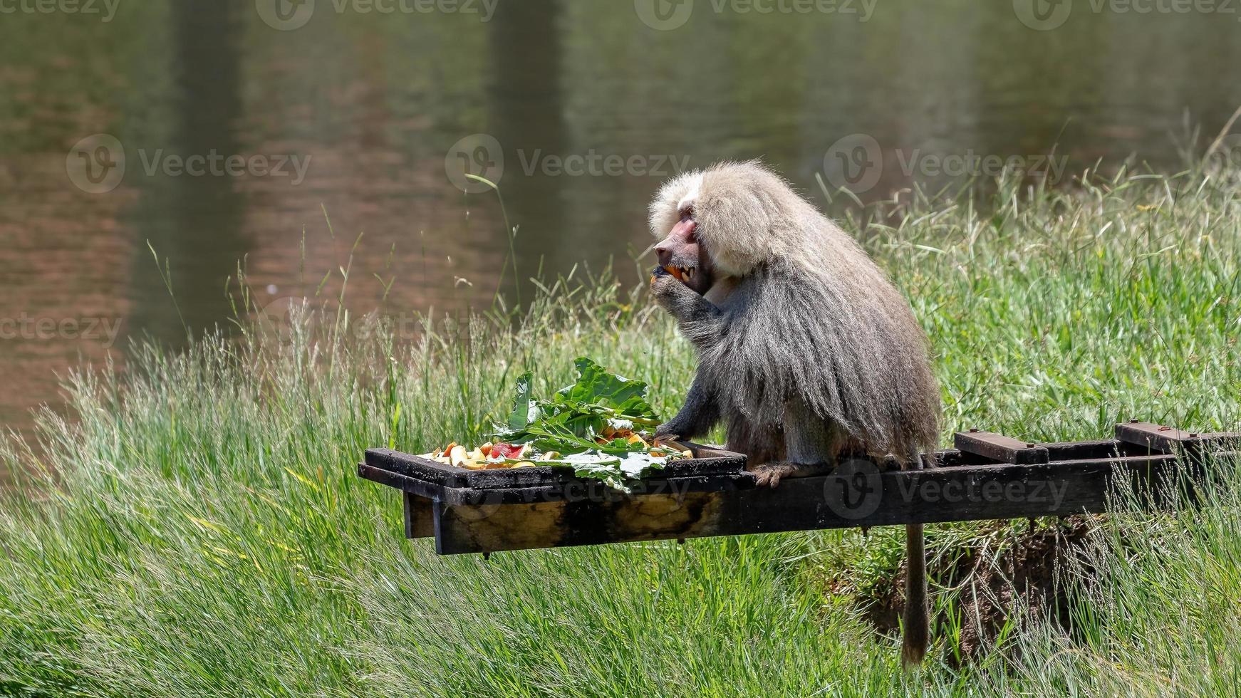 Hamadryas baboon animal photo