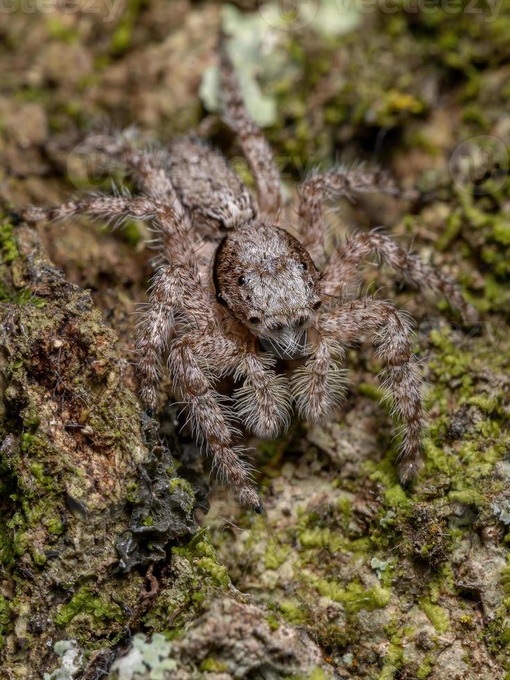 araña saltadora macho adulto foto