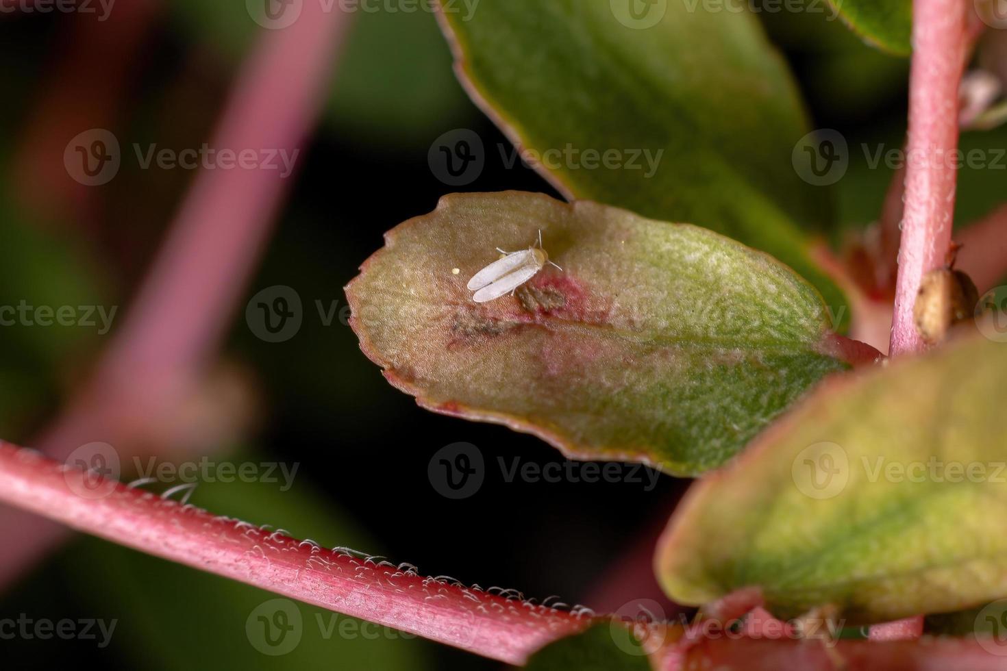 mosca blanca adulta foto