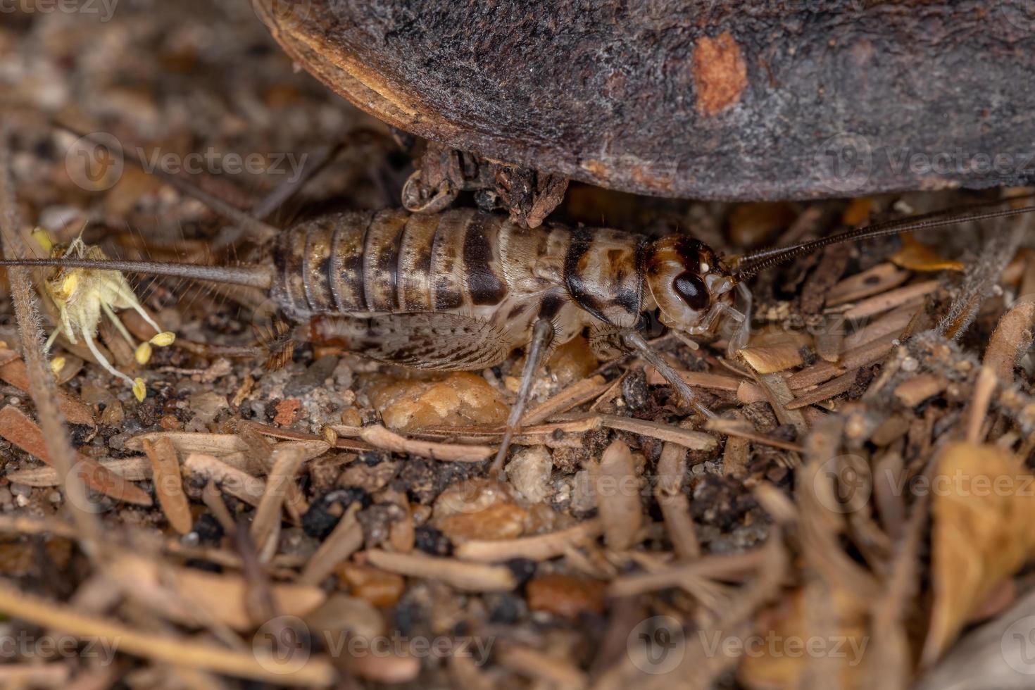 Small Field Cricket photo