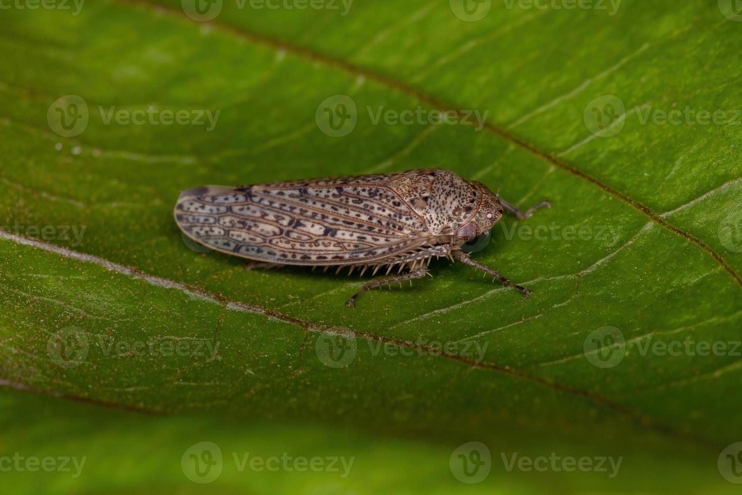 Small Typical Leafhopper photo