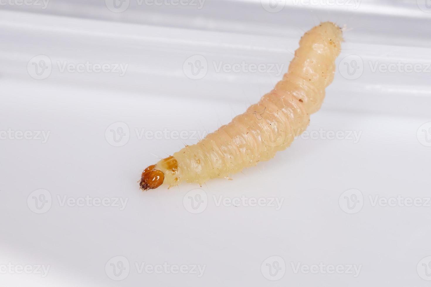 larva de mariposa pequeña foto