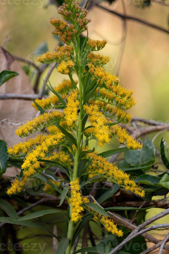 planta de anís vara de oro foto