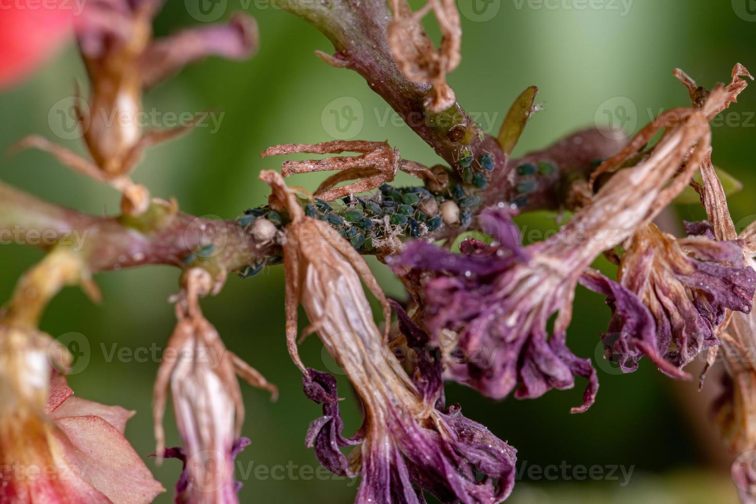 Small Aphids Insectson the plant Flaming Katy photo