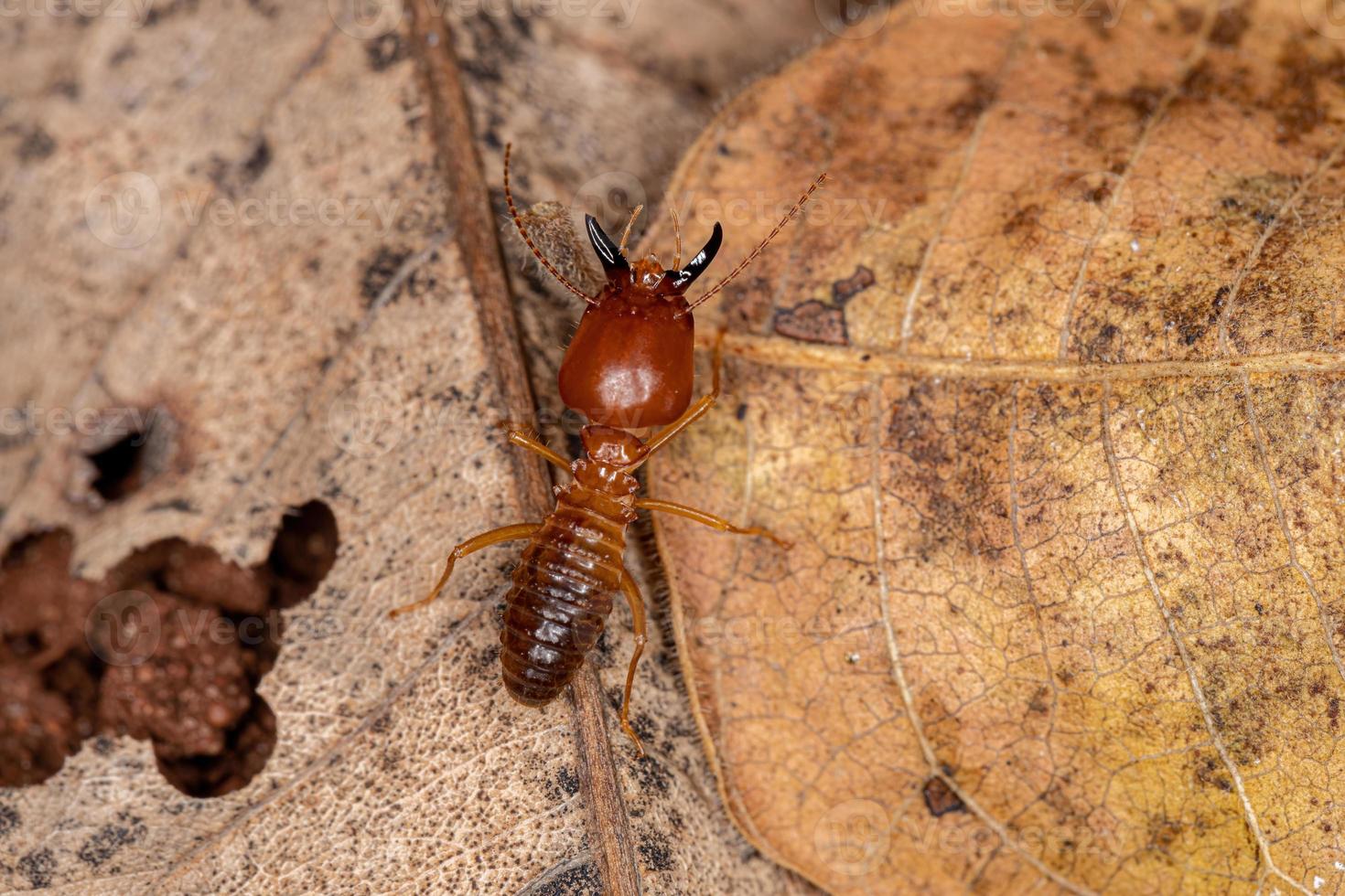 Adult Jawsnouted Termite photo