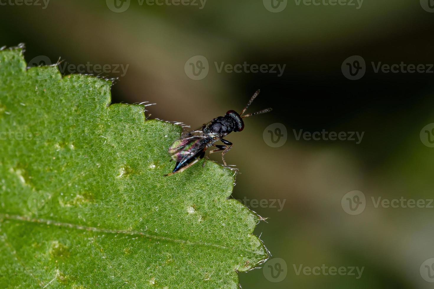 Adult Chalcidoid Wasp photo