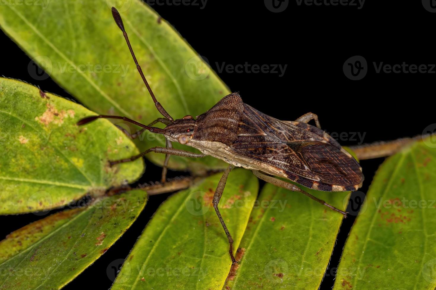 Adult Leaf-footed Bug photo